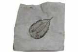 Dalmanites Trilobite Fossil - New York #357150-1
